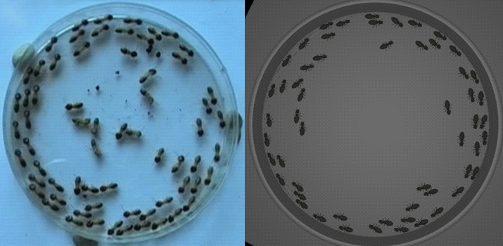 55 real termites in a petri dish exhibiting circling behaviour around edge of petri dish